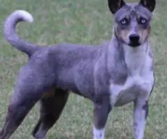 Blue eyed Jack Rat Terrier puppies for sale