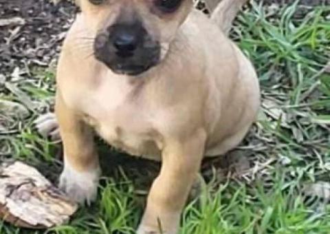 Cute 8-week-old Chiweenie puppies