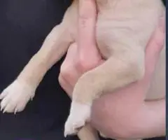 Cute 8-week-old Chiweenie puppies