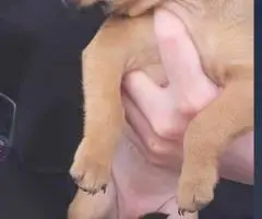 Cute 8-week-old Chiweenie puppies