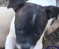 Cute 8-week-old Chiweenie puppies