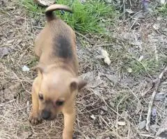 Cute 8-week-old Chiweenie puppies