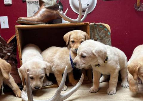 5 Purebred yellow Labrador puppies for sale