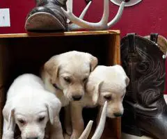 5 Purebred yellow Labrador puppies for sale