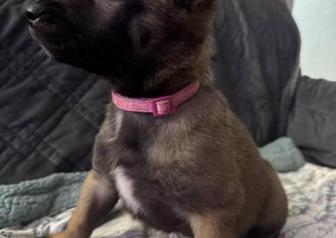 Purebred Belgian Malinois puppies for sale