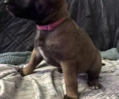 Purebred Belgian Malinois puppies for sale