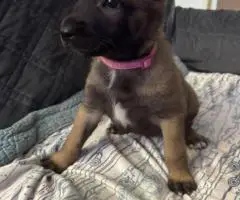 Purebred Belgian Malinois puppies for sale