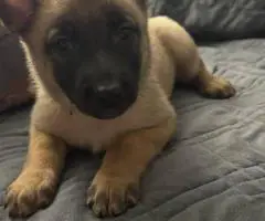 Purebred Belgian Malinois puppies for sale