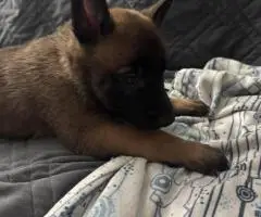 Purebred Belgian Malinois puppies for sale