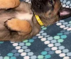 Purebred Belgian Malinois puppies for sale