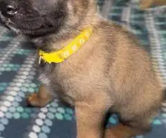 Purebred Belgian Malinois puppies for sale