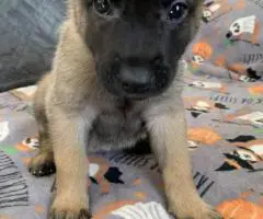 Purebred Belgian Malinois puppies for sale