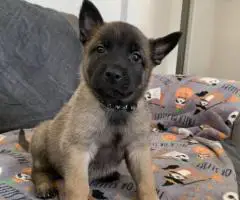 Purebred Belgian Malinois puppies for sale