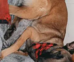 Purebred Belgian Malinois puppies for sale