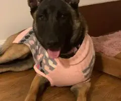 Purebred Belgian Malinois puppies for sale