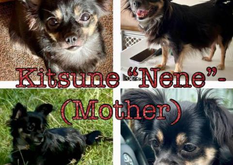 2 Chiweenie babies looking for a new home
