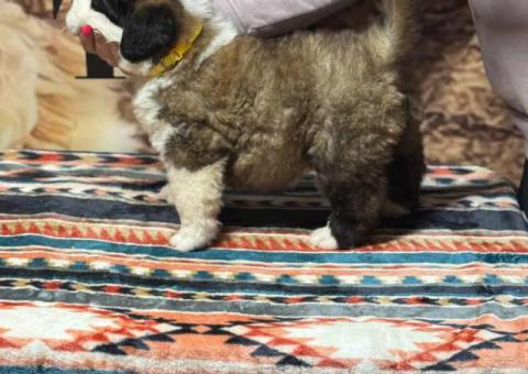 AKC registered St. Bernard puppies for sale