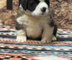 AKC registered St. Bernard puppies for sale