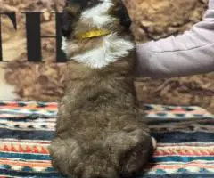 AKC registered St. Bernard puppies for sale