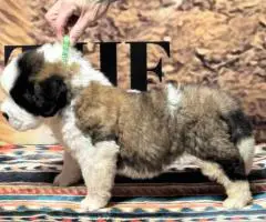 AKC registered St. Bernard puppies for sale