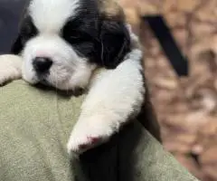 AKC registered St. Bernard puppies for sale