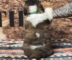 AKC registered St. Bernard puppies for sale