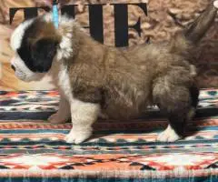 AKC registered St. Bernard puppies for sale
