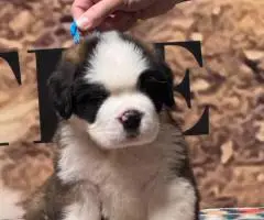 AKC registered St. Bernard puppies for sale