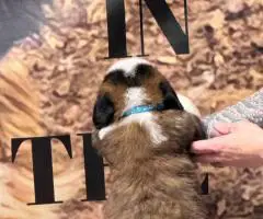 AKC registered St. Bernard puppies for sale