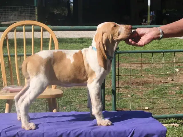 10 weeks old Bracco puppies for sale