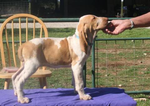 10 weeks old Bracco puppies for sale