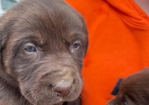 2 AKC Labrador Retriever puppies for sale