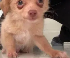 Long-haired and short-haired Chihuahua puppies