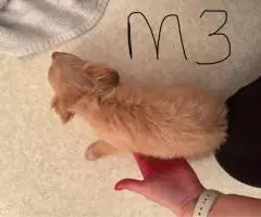 Long-haired and short-haired Chihuahua puppies