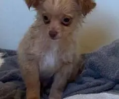 Long-haired and short-haired Chihuahua puppies