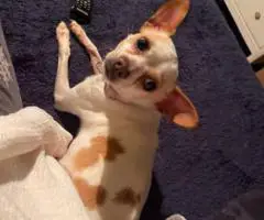 Long-haired and short-haired Chihuahua puppies