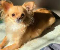 Long-haired and short-haired Chihuahua puppies