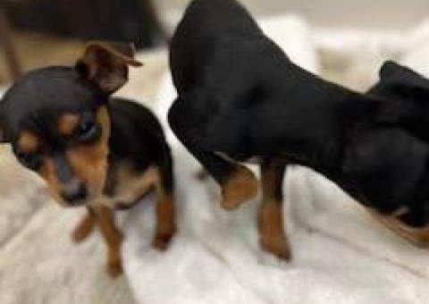 Sweet and Healthy Minpin puppies for sale