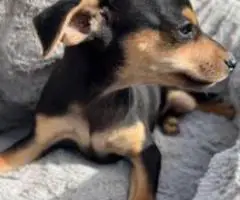 Sweet and Healthy Minpin puppies for sale