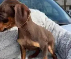 Sweet and Healthy Minpin puppies for sale