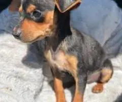 Sweet and Healthy Minpin puppies for sale