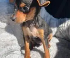 Sweet and Healthy Minpin puppies for sale
