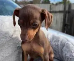 Sweet and Healthy Minpin puppies for sale