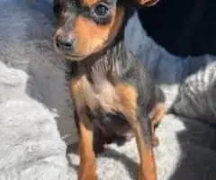 Sweet and Healthy Minpin puppies for sale
