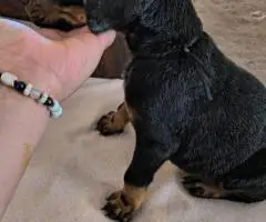 6 weeks old American European Doberman puppies