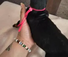 6 weeks old American European Doberman puppies