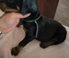6 weeks old American European Doberman puppies