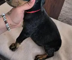 6 weeks old American European Doberman puppies