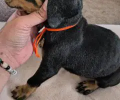 6 weeks old American European Doberman puppies
