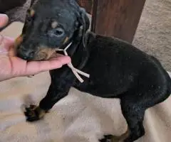 6 weeks old American European Doberman puppies